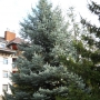 Eglė dygioji (Picea pungens) 'Edith'